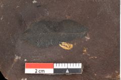 Foto (Detailsansicht) von Quercus palaeoilex Ettingshausen (NHMW-GEO-2024-0188-0799)